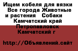 Ищем кобеля для вязки - Все города Животные и растения » Собаки   . Камчатский край,Петропавловск-Камчатский г.